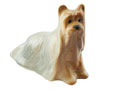 Yorkshire Terrier Porcelain Figurine - hand painted in Astrakhan, Russia