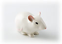 Mouse baby #1 Albino on all fours - For Animal Lovers