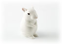 Mouse baby #2 Albino on hind legs - For Animal Lovers