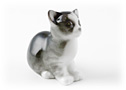 Are you a fan of the Havana brown kitten?  If so, you will love this Lomonosov porcelain, brown kitten figurine.
