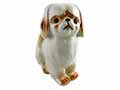 This little Pekinese pup is clearly a lady and will please any lady or gentleman in your life. 