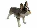 How can you resist the cute French Bulldog facial characteristics found on this Lomonosov porcelain figurine?