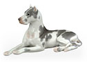 The harlequin Great Dane is noted for elegant gray markings splayed across a white coat.