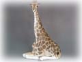 Would you like a lap Giraffe? Then take a look at this Imperial Porcelain Manufactory produced Giraffe figurine.