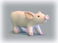 This long little baby piglet wears her ears back and shoves her snout forward.