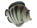 Do you need a Large Fish for your Fish tank? Consider this lovely large, striped Lomonosov porcelain Fish figurine.