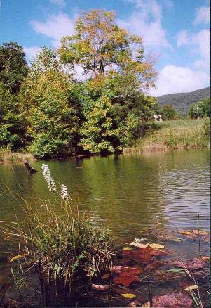 Boone Vacation Rental: The Old Farmhouse at Willet Ponds Horse Farm