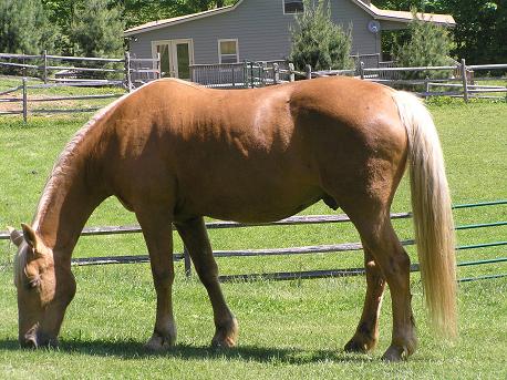 Boone Vacation Rental: The Old Farmhouse at Willet Ponds Horse Farm
