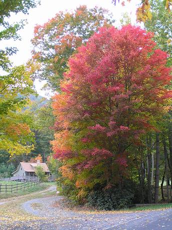 Boone Vacation Rental: The Old Farmhouse at Willet Ponds Horse Farm