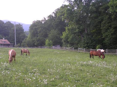 Boone Vacation Rental: The Old Farmhouse at Willet Ponds Horse F