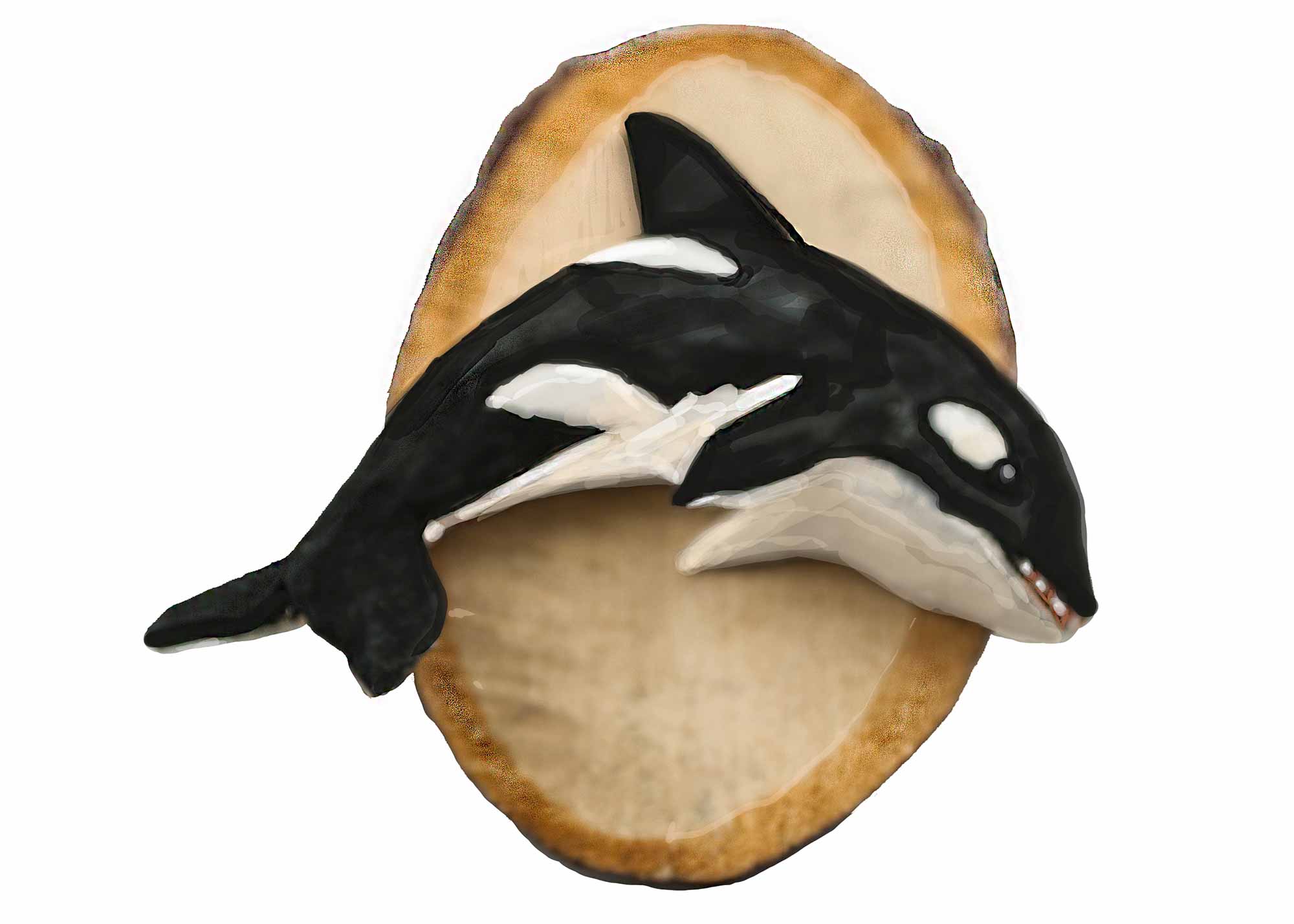 Buy Orca Killer Whale Wildlife Magnet at GoldenCockerel.com